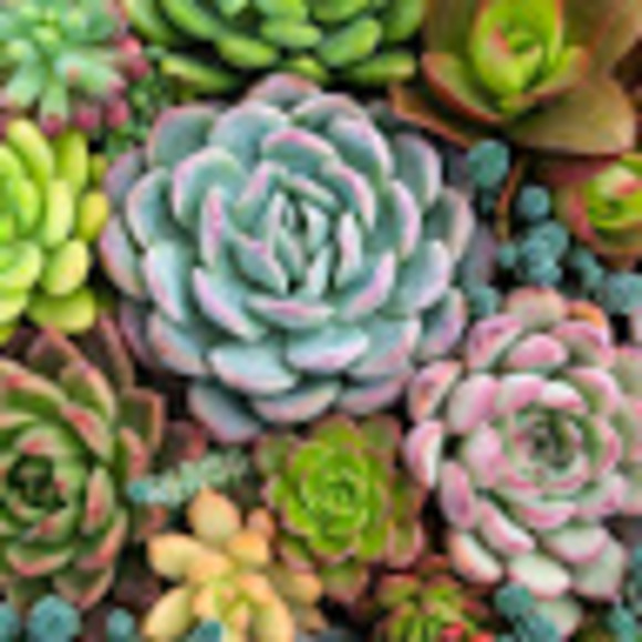 Meet your Posher, Meredith - Picture 1 of 1